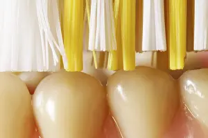 Oral Hygiene Concept Drucke: Artificial dentures with toothbrush