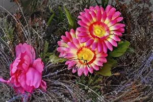 Southern Germany Flowering Plants Drucke: Artificial gerbera (Gerbera) hybrids