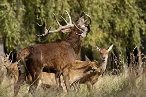 Drucke von Artiodactyla, Cervus Elaphus, Zweifüßer, Hufträger, Rothirsch, Rothirsch, Rutzeit, Hirsche , Säugetiere , Röhren , Säugetiere Rothirsch Drucke: Artiodactyla, Cervus Elaphus, Paarhufer