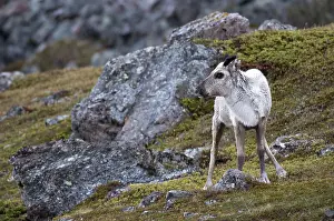 Drucke von Artiodactyla, zweifüßiger Säugetier, Norwegen, Hufträger, Rangifer tarandus, Rentier, Rentier, Varanger Fjord Regionen , Säugetiere Rentier Drucke: Artiodactyla, zweifüßiger Huftier