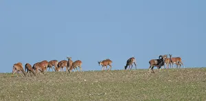 Domestic Sheep Drucke: Artiodactyla, even-toed ungulate