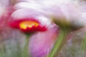 Asteraceae Plant Section Drucke: Artistic close-up of an Aster (Aster)