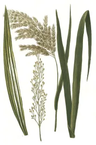Common Reed Drucke: Arundo common reed (Phragmites communis)