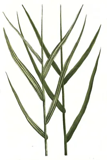 Historic Plant Depictions Drucke: Arundo pratensis and Arundo pratensis variegata
