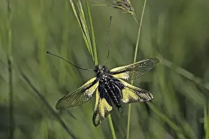 Insect Images Drucke: Ascalaphus coccajus, butterfly shaft