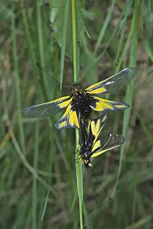 Flying Insects Wildlife Drucke: Ascalaphus libelloides, butterfly shaft