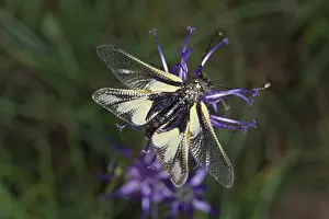 Flower Visiting Insects Drucke: Ascalaphus libelloides, butterfly shaft