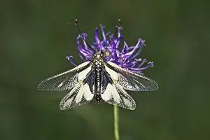 Natural Environment Habitat Drucke: Ascalaphus libelloides, butterfly shaft