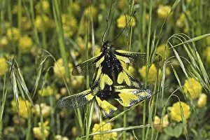 Copulation In Nature Drucke: Ascalaphus libelluloides, butterfly shaft