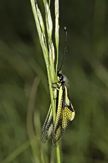 Owlfly Photography Drucke: Ascalaphus libelluloides, butterfly shaft