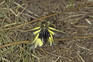Owlfly Photography Drucke: Ascalaphus libelluloides, butterfly shaft