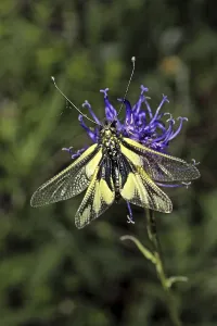Insect Wildlife Images Drucke: Ascalaphus libelluloides, butterfly shaft