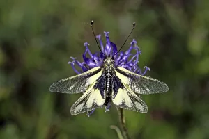 Owlfly Photography Drucke: Ascalaphus libelluloides, butterfly shaft