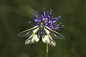 Owlfly Photography Drucke: Ascalaphus libelluloides, butterfly shaft