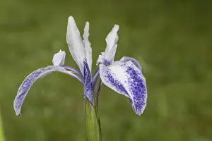 Iridaceae Family Drucke: Asian marsh iris (Iris laevigata)