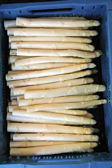 Asparagus Nutrition Drucke: Asparagus