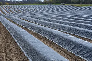 Asparagus Fields Germany Drucke: Asparagus fields under black foil