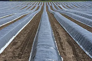 Asparagus Fields Germany Drucke: Asparagus fields under black foil