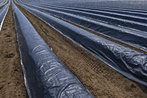 Asparagus Fields Germany Drucke: Asparagus fields under black foil