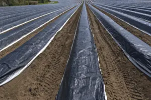 Asparagus Fields Germany Drucke: Asparagus fields under black foil