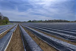 Asparagus Fields Germany Drucke: Asparagus fields under black foil