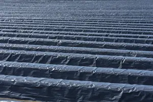 Asparagus Fields Germany Drucke: Asparagus fields under black foil
