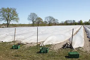 Asparagus Fields Drucke: Asparagus fields without harvest workers