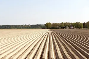 Benelux Agriculture Drucke: Asparagus landscape with rows in the sand
