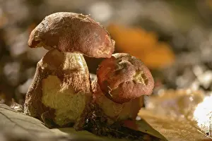 Bilder Datiert 14. Oktober 2024: Aspen redcap fungi print
