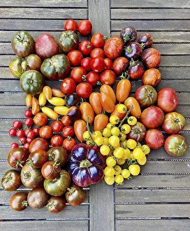 Assorted Tomatoes Drucke: Assorted colourful tomatoes