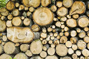 Forest Management Images Drucke: Assorted cut and stacked Pinus