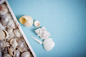 Bivalve Shells Drucke: Assorted seashells artistically displayed on a blue textured background