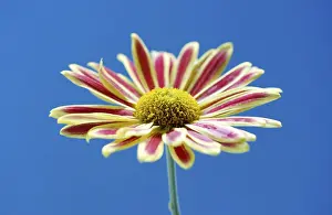 Close Up Flower Drucke: Aster (Aster)