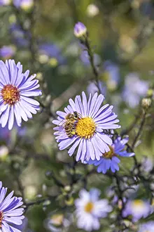 Hymenoptera Insects Images Drucke: Aster (Aster laevis Calliope')