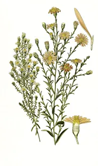 Empty Landscape With Blooming Flowers Drucke: Aster multiflorus, turbinellus