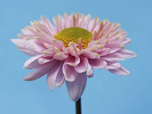 Studio Background Flowers Drucke: Aster, winter aster