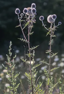 Globe Thistle Drucke: Asteraceae, bee globular thistle
