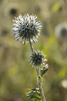 Asteraceae Family Plants Drucke: Asteraceae, bee globular thistle