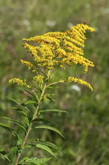 Drucke von Asteraceae, Brandenburg, Deutschland, Goldrute, kanadische Goldrute, Kornblume, nationales Naturerbe , Naturlandschaft Grunhaus , Solidago canadensis , postbergbauliches Landschaftsbild , Flora Canadensis Drucke: Asteraceae, Brandenburg, Deutschland