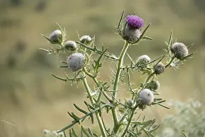 Daisy Flowers Drucke: Asteraceae, Cirsium eriophorum