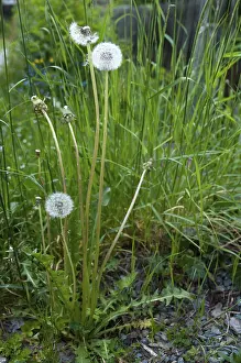 Asteraceae Plants Drucke: Asteraceae, common dandelion, daisy