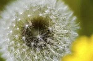 Bilder Datiert 8. Mai 2024: Taraxacum officinale print
