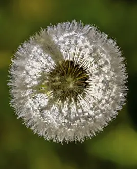 Bilder Datiert 8. Mai 2024: High resolution print taraxacum officinale