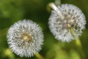 Bilder Datiert 8. Mai 2024: Taraxacum officinale print