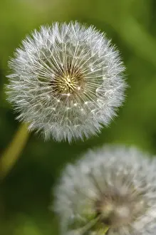 Bilder Datiert 8. Mai 2024: High resolution print taraxacum officinale portrait format