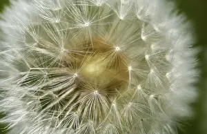Bilder Datiert 8. Mai 2024: Taraxacum officinale print