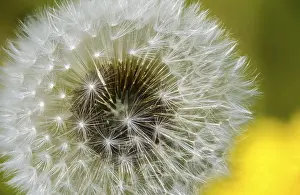 Bilder Datiert 8. Mai 2024: Taraxacum officinale print