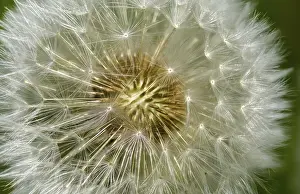 Bilder Datiert 8. Mai 2024: Asteraceae print taraxacum officinale