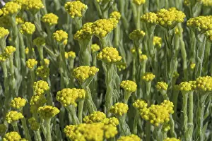 Botanical Gardens In Europe Drucke: Asteraceae (Helichrysum compactum)