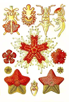 Vintage Woodcut Style Image Drucke: Asteridea, Starfish, Art Forms of Nature